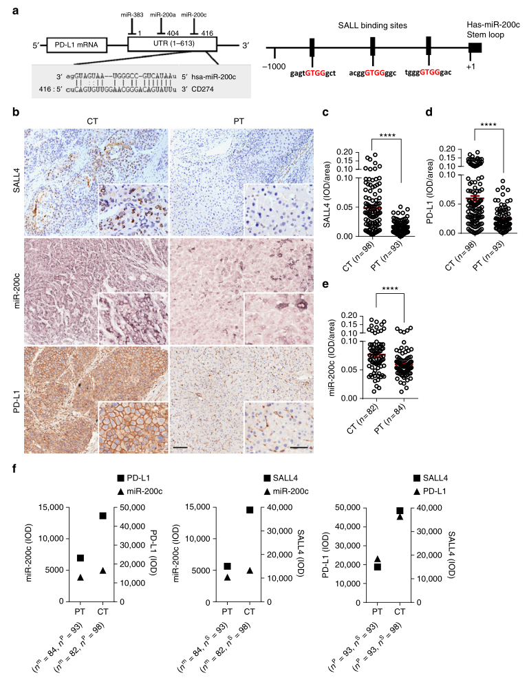 shRNA慢病毒載體構(gòu)建-輝駿生物.png shRNA慢病毒載體構(gòu)建-輝駿生物.png