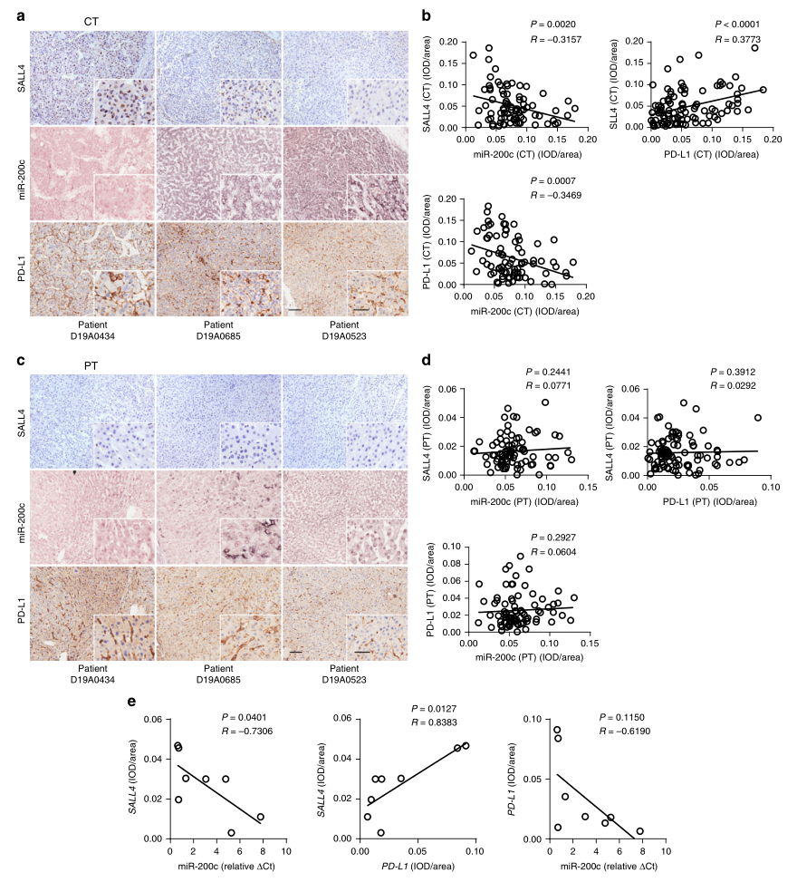 shRNA慢病毒載體構(gòu)建-輝駿生物.png shRNA慢病毒載體構(gòu)建-輝駿生物.png