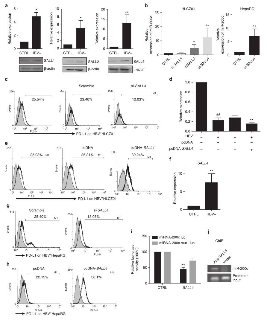 shRNA慢病毒載體構(gòu)建-輝駿生物.png shRNA慢病毒載體構(gòu)建-輝駿生物.png