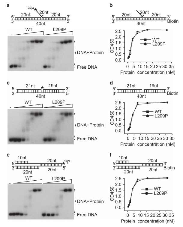 載體構(gòu)建服務(wù)-客戶文獻(xiàn)-輝駿生物.png 載體構(gòu)建服務(wù)-客戶文獻(xiàn)-輝駿生物.png