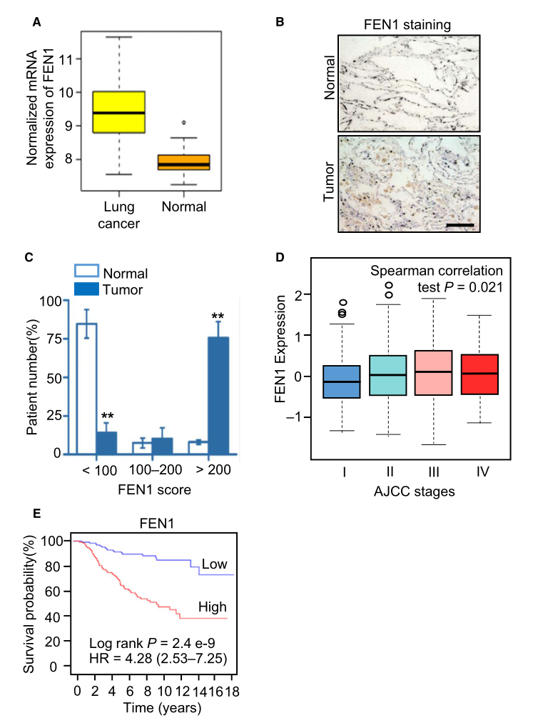 慢病毒包裝實驗-客戶文獻-輝駿生物.png 慢病毒包裝實驗-客戶文獻-輝駿生物.png