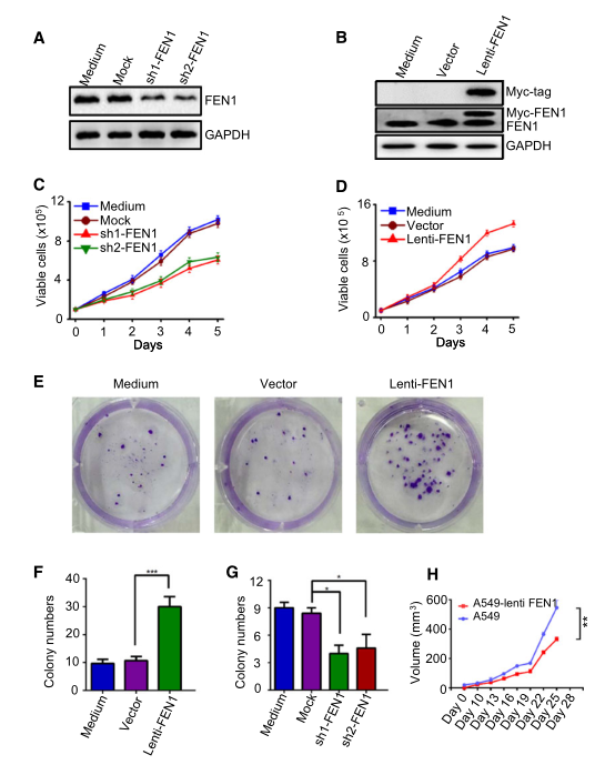 慢病毒包裝實驗-客戶文獻-輝駿生物.png 慢病毒包裝實驗-客戶文獻-輝駿生物.png