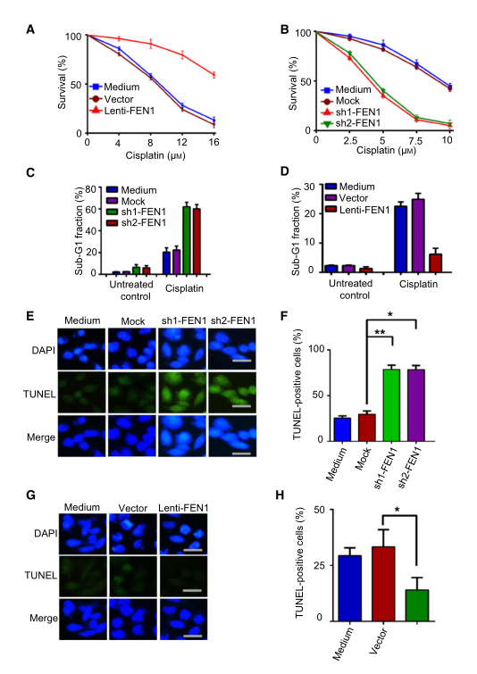 慢病毒包裝實驗-客戶文獻-輝駿生物.png 慢病毒包裝實驗-客戶文獻-輝駿生物.png