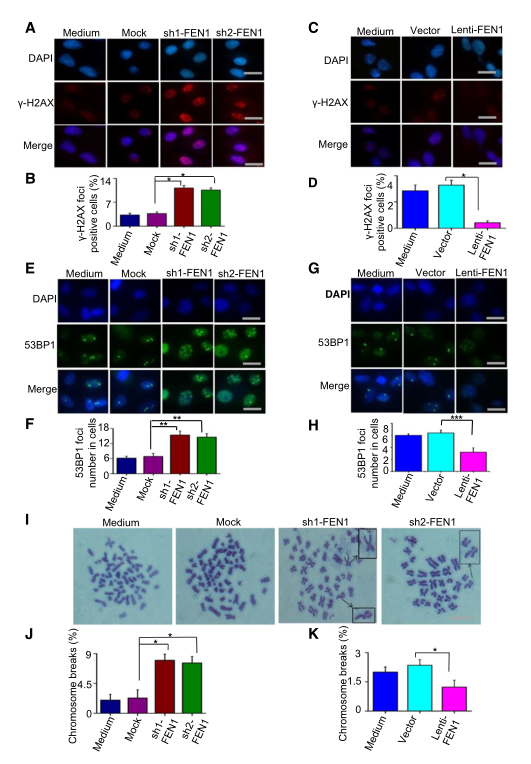 慢病毒包裝實驗-客戶文獻-輝駿生物.png 慢病毒包裝實驗-客戶文獻-輝駿生物.png