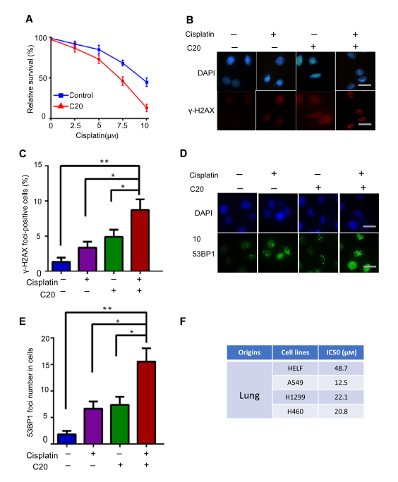 慢病毒包裝實驗-客戶文獻-輝駿生物.png 慢病毒包裝實驗-客戶文獻-輝駿生物.png