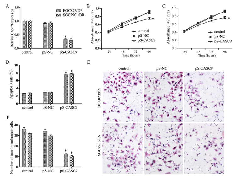 載體構(gòu)建實驗-客戶文獻-輝駿生物.png 載體構(gòu)建實驗-客戶文獻-輝駿生物.png