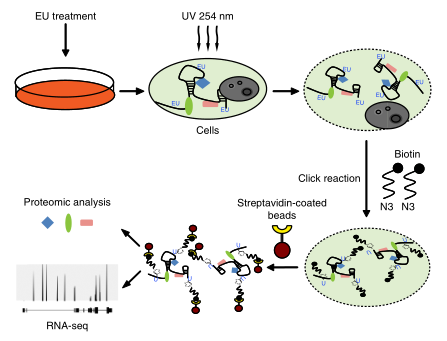 LC-MS/MS蛋白質(zhì)譜鑒定-客戶文獻-輝駿生物.png LC-MS/MS蛋白質(zhì)譜鑒定-客戶文獻-輝駿生物.png