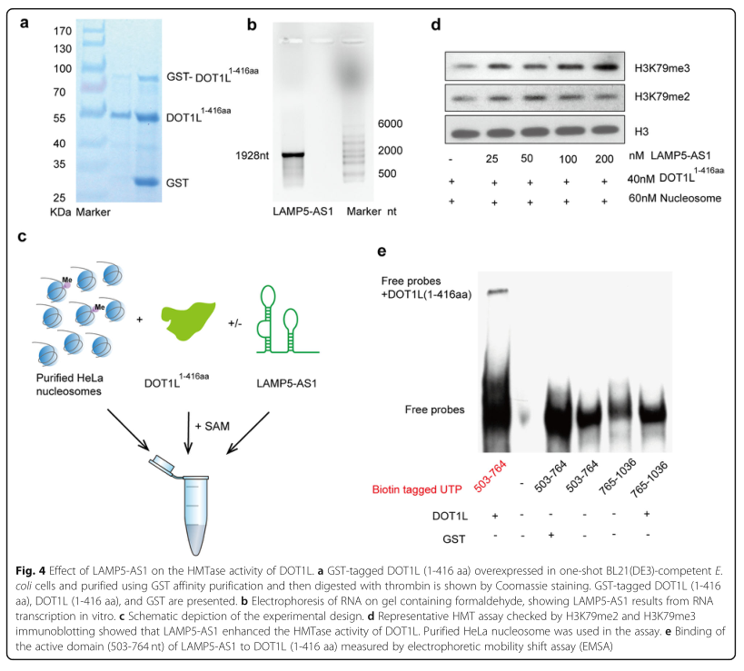 RNA pull down MS結(jié)合蛋白鑒定-客戶文獻(xiàn)-輝駿生物.png RNA pull down MS結(jié)合蛋白鑒定-客戶文獻(xiàn)-輝駿生物.png