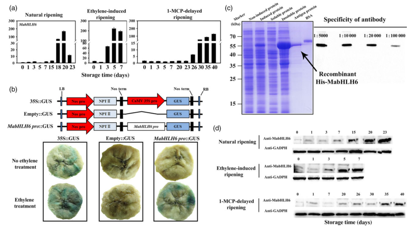 iTRAQ蛋白質(zhì)組學(xué)分析、itraq實驗服務(wù)、iTRAQ技術(shù)