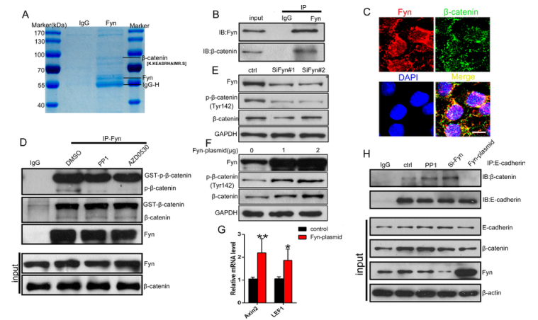 iTRAQ蛋白質(zhì)組學(xué)分析、itraq實驗服務(wù)、iTRAQ技術(shù)