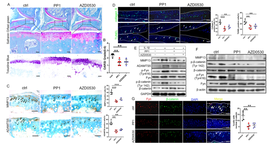 iTRAQ蛋白質(zhì)組學(xué)分析、itraq實驗服務(wù)、iTRAQ技術(shù)