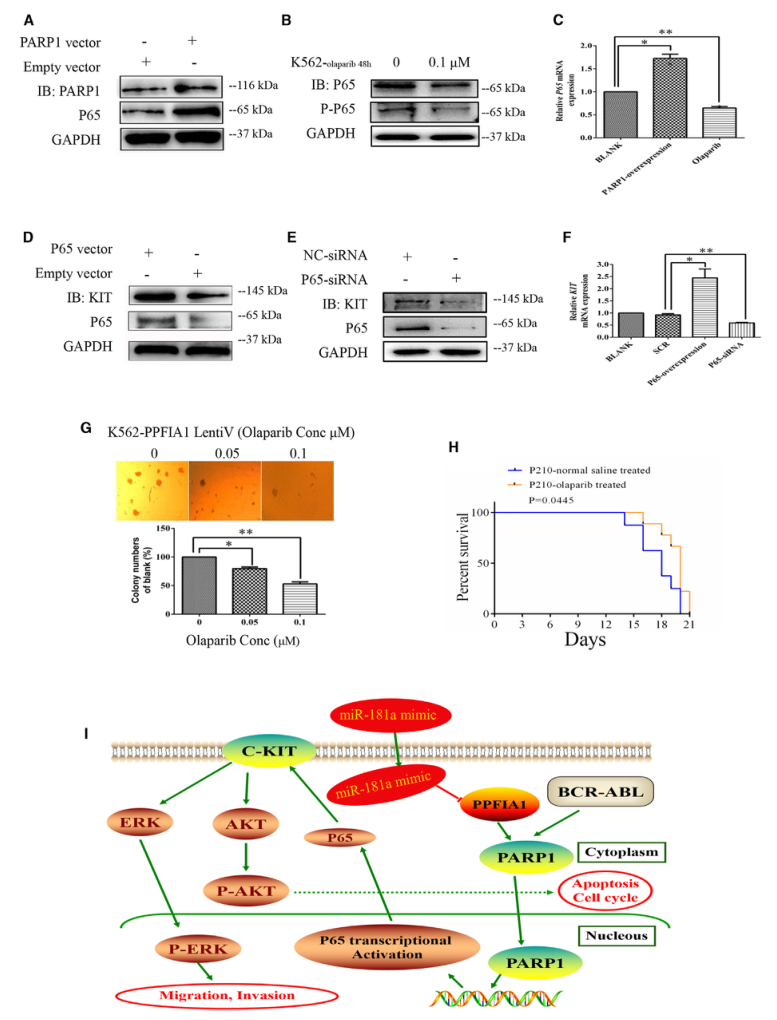SILAC實(shí)驗、Co-IP技術(shù)服務(wù)-客戶文獻(xiàn)-輝駿生物.png