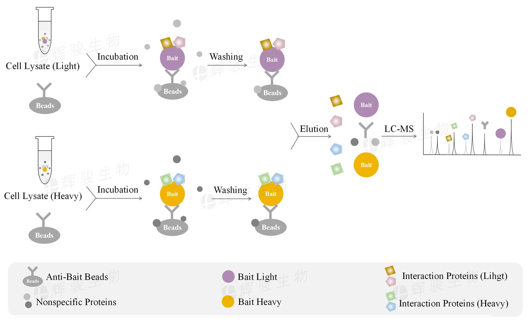 SILAC-IP外包實(shí)驗(yàn)，silac ip技術(shù)服務(wù)，silac ip檢測(cè)實(shí)驗(yàn).jpg
