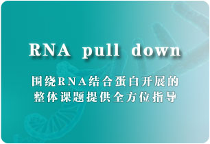 RNA pull down