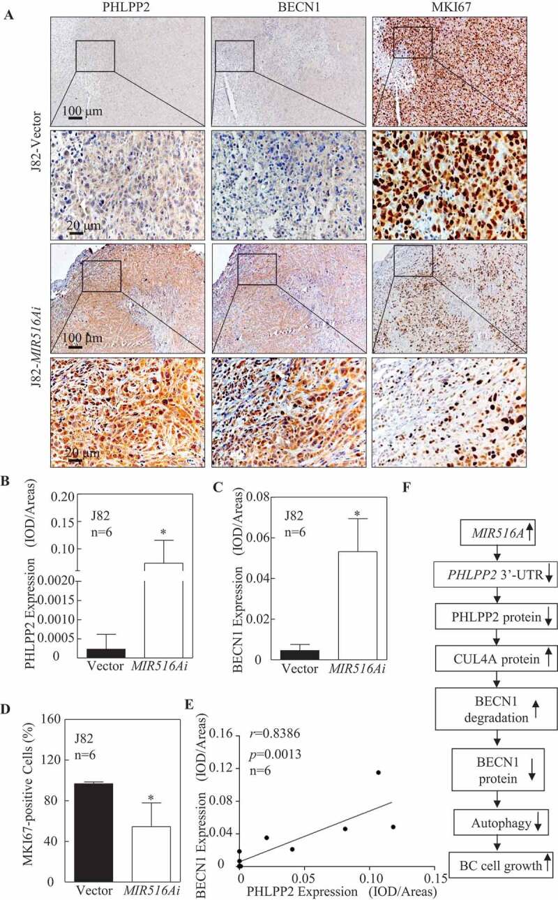 1661847410256942.jpg 1661847410256942.jpg
