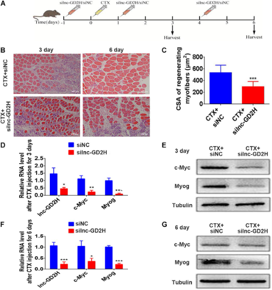 1686127178309398.png 圖片8.png