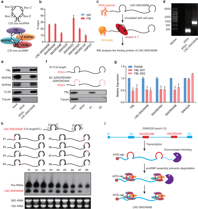 蛋白質(zhì)譜鑒定哪家好,質(zhì)譜鑒定價(jià)格,lc-ms/ms蛋白質(zhì)質(zhì)譜鑒定技術(shù) 蛋白質(zhì)譜鑒定哪家好,質(zhì)譜鑒定價(jià)格,lc-ms/ms蛋白質(zhì)質(zhì)譜鑒定技術(shù)