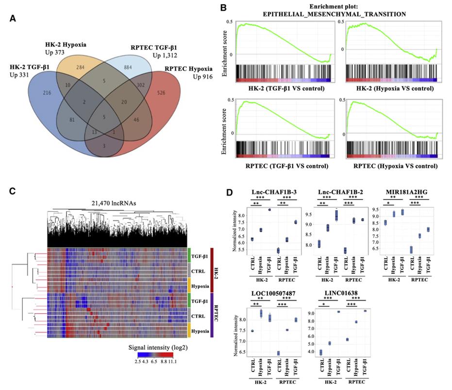 TGF-β1 and hypoxia upregulated lnc-CHAF1B-3 expression in renal proximal tubular cells. TGF-β1 and hypoxia upregulated lnc-CHAF1B-3 expression in renal proximal tubular cells.