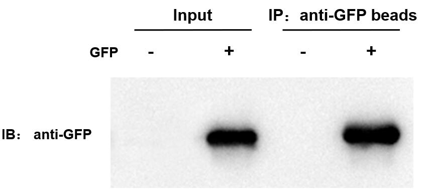 輝駿生物GFP抗體標簽生產(chǎn)商價格低.jpg 輝駿生物GFP抗體標簽生產(chǎn)商價格低.jpg