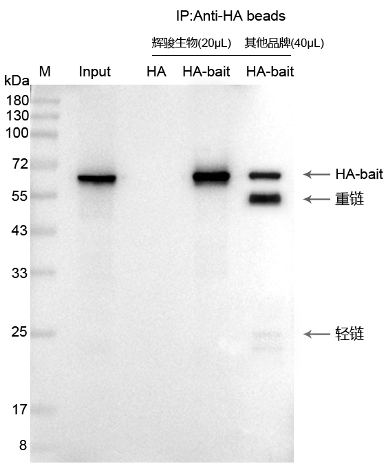 輝駿生物HA標(biāo)簽抗體磁珠使用案例-無(wú)抗體輕重鏈污染-強(qiáng)親和力 輝駿生物HA標(biāo)簽抗體磁珠使用案例-無(wú)抗體輕重鏈污染-強(qiáng)親和力