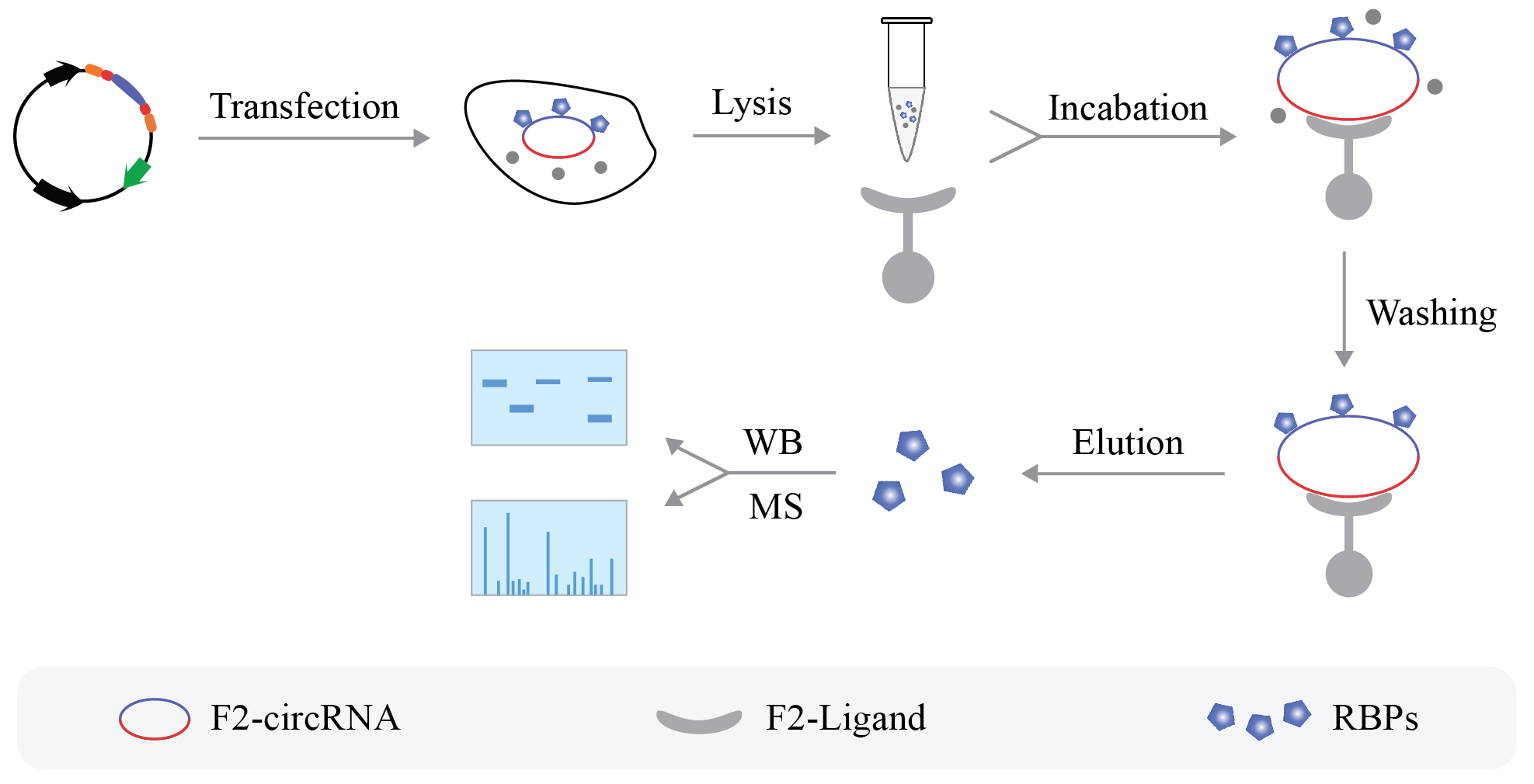 輝駿生物circRNA pull-down-環(huán)狀RNA實(shí)驗(yàn)流程圖.jpg