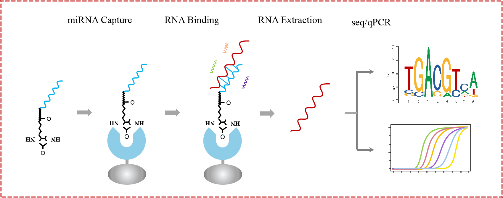 輝駿生物miRNA pull down調(diào)取結(jié)合RNA蛋白原理圖 輝駿生物miRNA pull down調(diào)取結(jié)合RNA蛋白原理圖