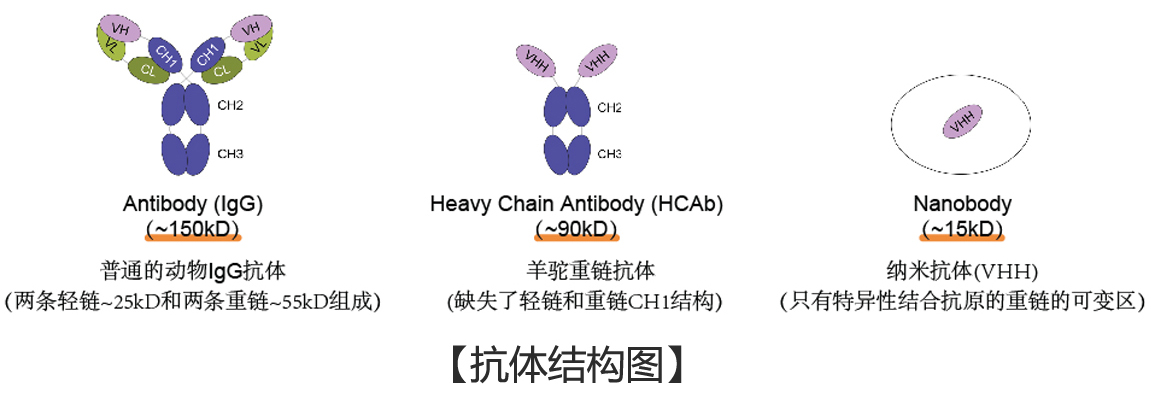 抗體結構圖