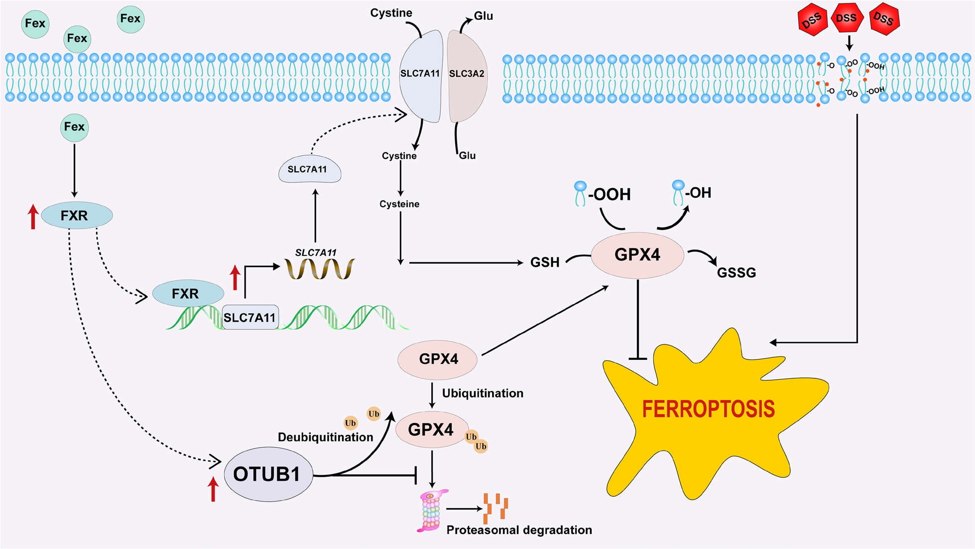 1754286276134900.png 文獻(xiàn)圖.png