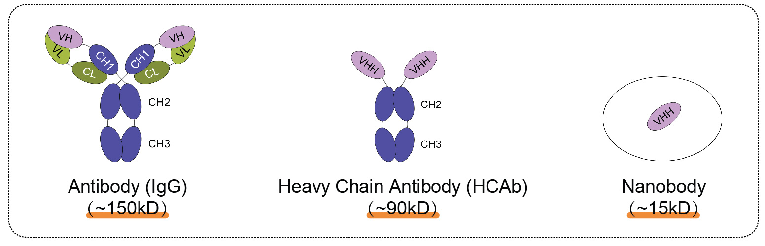 輝駿生物ChainFree? Anti-mCherry納米抗體磁珠-無輕重鏈污染-高效完成COIP