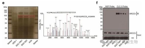 DNA pull-down MS篩選CLC-3 啟動(dòng)子結(jié)合的蛋白圖-輝駿生物.jpg DNA pull-down MS篩選CLC-3 啟動(dòng)子結(jié)合的蛋白圖-輝駿生物.jpg