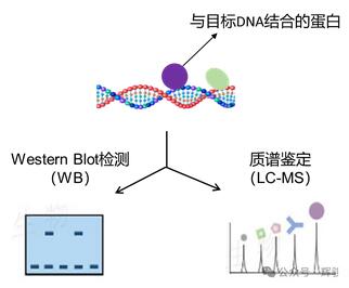 DNA pull-down實(shí)驗(yàn)蛋白檢測(cè)圖.jpg DNA pull-down實(shí)驗(yàn)蛋白檢測(cè)圖.jpg