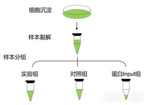 DNA pull-down實(shí)驗(yàn)分組圖.jpg DNA pull-down實(shí)驗(yàn)分組圖.jpg