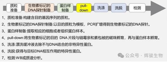 DNA pull-down實(shí)驗(yàn)步驟-輝駿生物.jpg DNA pull-down實(shí)驗(yàn)步驟-輝駿生物.jpg