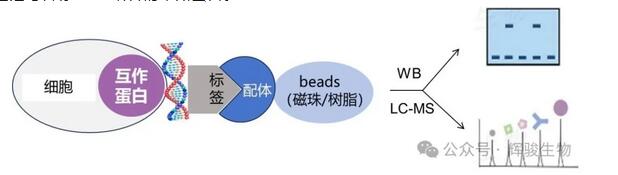 DNA pull-down實(shí)驗(yàn)原理圖-輝駿生物.jpg DNA pull-down實(shí)驗(yàn)原理圖-輝駿生物.jpg