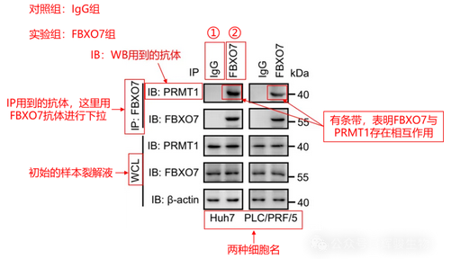 Co-IP文獻(xiàn)解讀-輝駿生物.png Co-IP文獻(xiàn)解讀-輝駿生物.png