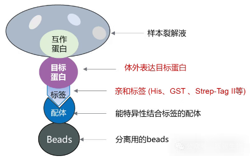 pull-down實(shí)驗(yàn)原理圖-輝駿生物pulldown實(shí)驗(yàn)價(jià)格低-服務(wù)到投稿.png