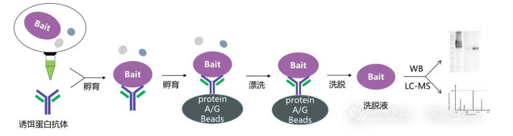 內(nèi)源蛋白Co-IP實(shí)驗(yàn)流程圖-輝駿生物提供內(nèi)源蛋白Co-IP實(shí)驗(yàn)外包.png
