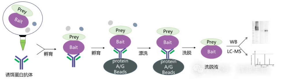 內(nèi)源蛋白Co-IP實(shí)驗(yàn)流程圖-輝駿生物10年專注內(nèi)源性coip實(shí)驗(yàn).png