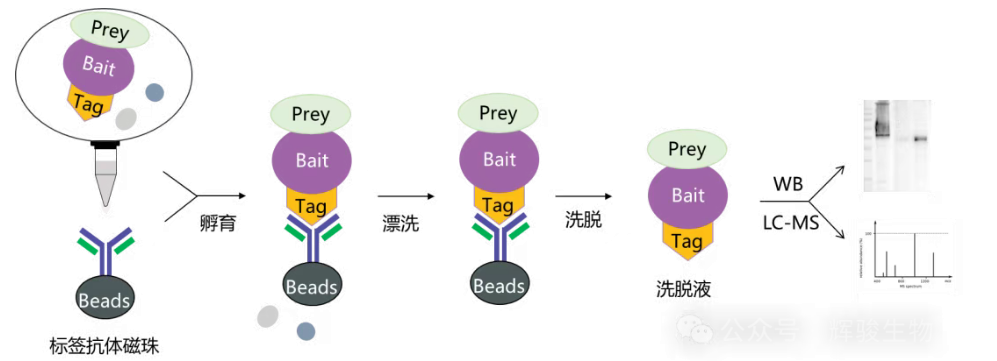 標(biāo)簽蛋白Co-IP實(shí)驗(yàn)流程圖-輝駿生物標(biāo)簽蛋白coip服務(wù)好.png