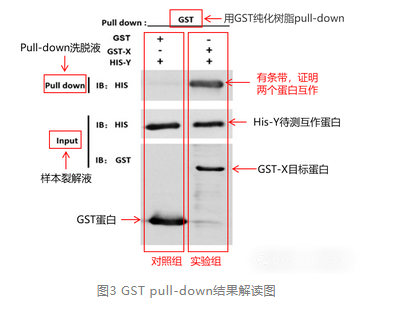 GST pull-down結(jié)果解讀圖-輝駿生物pulldown實驗外包.png