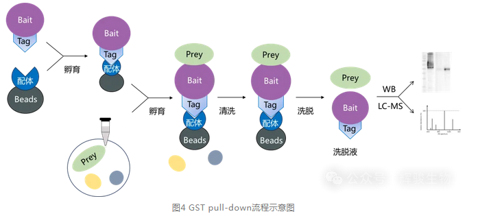 GST pull-down實驗流程-輝駿生物10年pull-down技術(shù)服務(wù)經(jīng)驗.png