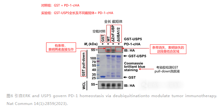 GST pull-down驗證兩個蛋白結(jié)合的結(jié)構(gòu)域-輝駿生物.png