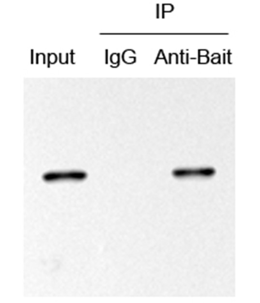 1776655935968817.jpg protein A.G磁珠 IP圖.jpg
