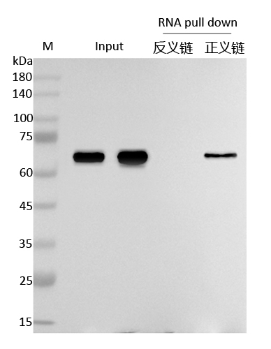 1777014945490734.jpg RNA pull down 檢測(cè)圖1.jpg