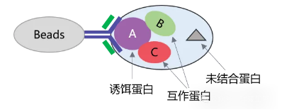 Co-IP實(shí)驗(yàn)原理圖-輝駿生物coip實(shí)驗(yàn)外包價(jià)格低.png