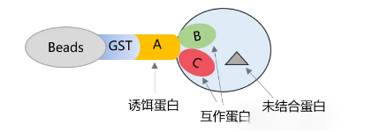 pull-down實(shí)驗(yàn)原理圖-輝駿生物pulldown實(shí)驗(yàn)外包.png