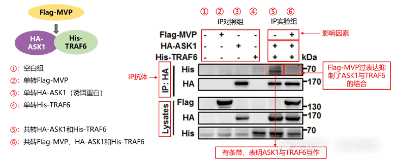 IP實(shí)驗(yàn)解析-輝駿生物IP實(shí)驗(yàn)價(jià)格低.png