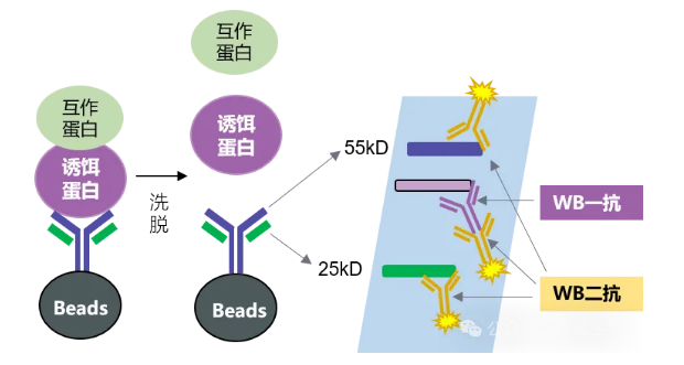 IP抗體輕重鏈?zhǔn)疽鈭D-輝駿生物無(wú)輕重鏈污染納米抗體磁珠.png