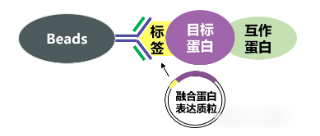 輝駿生物標(biāo)簽Co-IP原理圖.png