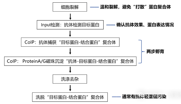 內(nèi)源Co-IP核心步驟-輝駿生物.png